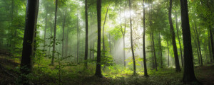 Motiv auf Kissen - Bezaubernde Sonnenstrahlen Im Grünen Nebligen Wa...