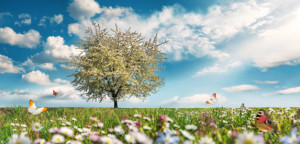 Wunschbild auf Kissen - Wiese Mit Baum Und Frühlingsblumen oder mit...