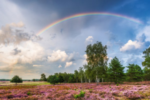 Wunschbild als Kissen - Regenbogen Über Der Heidelandschaft oder mi...
