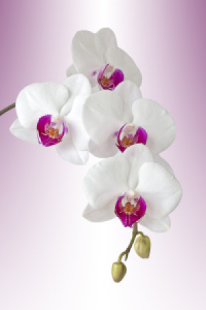Wunschmotiv als Kissen - Orchidee Phalaenopsis - Orchid Phal oder m...