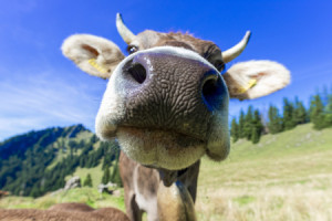 Wunschmotiv auf Kissen - Die Seele Des Allgäus Mit Sanften Augen od...