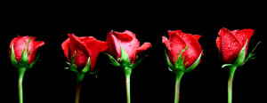 Bilder Label - Rosen oder mit Eigenem Foto