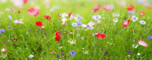 Bild auf Labeldruck - Flower Meadow oder mit Eigenem Foto