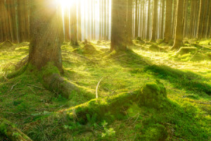 Wunschbild Label - Märchenwälder oder mit Eigenem Foto