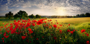 Foto auf Label - Mohn Im Abendlicht oder mit Eigenem Foto