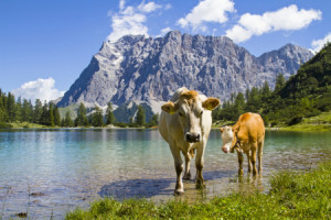 Wunschmotiv auf Label - Kühe Am See oder mit Eigenem Foto