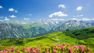 Wunschbild Label - Alpenrosenblüte Fellhorn Allgäu oder mit Eigenem...