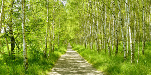 Foto auf Label - Waldweg oder mit Eigenem Foto