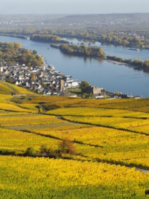 Wunschbild Labeldruck - Blick Auf Rüdesheim Und Den Rhein Im Herbst...
