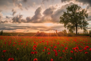 Wunschbild als Aufkleberdruck - Sonnenuntergang Im Mohnblumenfeld o...