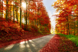 Bild auf Label - Herbstwald oder mit Eigenem Foto
