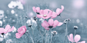 Foto auf Label - Blumenwiese Blau oder mit Eigenem Foto