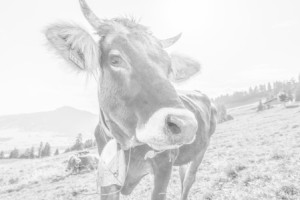 Wunschmotiv als Aufkleber - Allgäuer Braunvieh oder mit Eigenem Foto