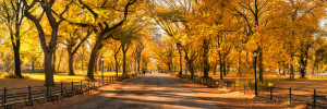 Foto Label - Central Park In New York City oder mit Eigenem Foto
