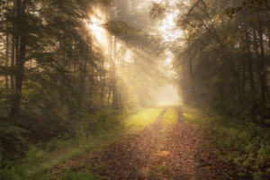 Bild auf Label - Lichtweg oder mit Eigenem Foto