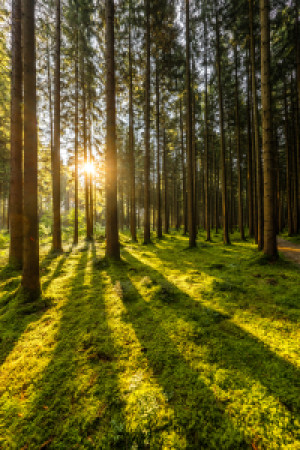 Wunschbild auf Label - Morgenstimmung oder mit Eigenem Foto