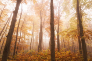 Labeldruck - Blick In Den Herbstwald oder mit Eigenem Foto