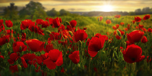Wunschmotiv auf Label - Mohnblumen Im Abendlicht oder mit Eigenem Foto