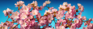 Bilder Labeldruck - Panorama Von Rosa Kirschblüten Auf Zweig oder m...