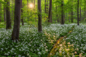 Wunschmotiv als Aufkleber - Abendlicht Im Bärlauchwald oder mit Eig...