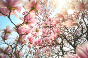 Wunschbild Label - Magnolien Blühen Im Licht Der Frühlingssonne ode...