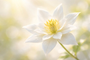 Motiv auf Labeldruck - Sanfte Weiße Blüte Im Sonnenlicht Ki oder mi...