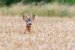 Wunschmotiv als Stickerdruck - Ein Bock Im Kornfeld oder mit Eigene...