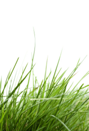 Wunschbild auf Labeldruck - Gras oder mit Eigenem Foto