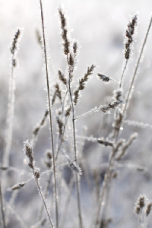 Foto auf Leinwand - Gräser Im Winter oder mit Eigenem Foto