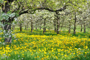 Foto Leinwanddruck - Obstgarten Im Frühling oder mit Eigenem Foto