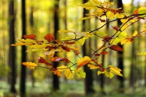 Motiv Leinwand - Im Wald oder mit Eigenem Foto