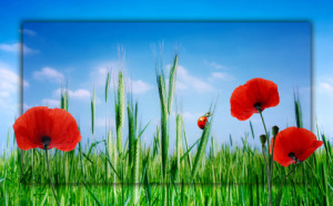Wunschbild auf Leinwanddruck - Mohnblumen oder mit Eigenem Foto