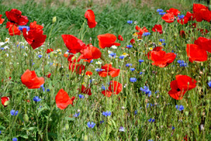 Fotoleinwand - Mohnblumen Und Kornblumen Und Kamille oder mit Eigen...
