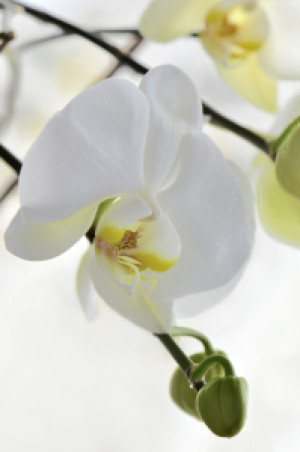 Motiv auf Leinwanddruck - Orchidee oder mit Eigenem Foto