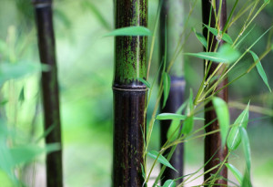 Motiv Leinwanddruck - Green Wellness oder mit Eigenem Foto