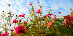 Bild Leinwanddruck - Blumenwiese oder mit Eigenem Foto