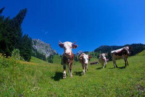 Wunschbild Leinwanddruck - Die Vier Vom Wendelstein oder mit Eigene...
