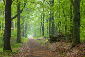 Bild Leinwand - Waldweg oder mit Eigenem Foto