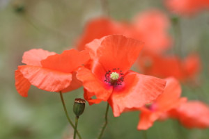 Bild Leinwand - Poppy Field oder mit Eigenem Foto