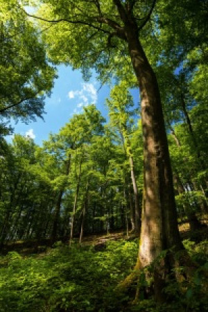 Wunschbild als Leinwanddruck - Frühlingswald oder mit Eigenem Foto