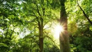 Bilder Leinwanddruck - Wald Und Sonnenschein oder mit Eigenem Foto