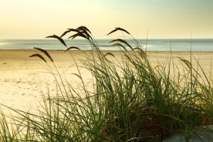 Wunschbild als Leinwand - Gräser Am Meer oder mit Eigenem Foto