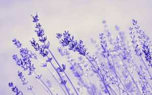 Bild auf Leinwanddruck - Lavendel oder mit Eigenem Foto