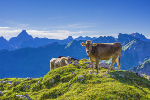 Leinwand - Allgäuer Braunvieh oder mit Eigenem Foto