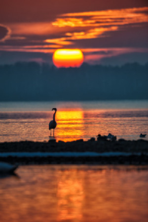 Wunschmotiv als Leinwanddruck - Flamingo Vor Sonnenuntergang Am Chi...