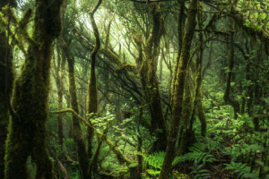 Bilder Leinwanddruck - Teneriffa - Anaga Nebelwald oder mit Eigenem...