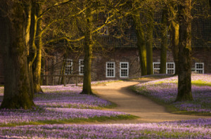 Leinwanddruck - Krokusblüte In Husum oder mit Eigenem Foto