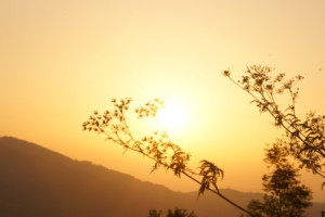 Wunschmotiv auf Leinwand - Blume Mit Sonnenuntergang oder mit Eigen...