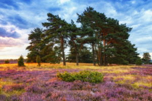 Motiv auf Leinwand - Lüneburger Heide In Voller Blüte oder mit Eige...