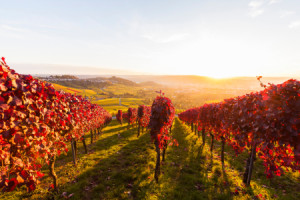 Foto Leinwanddruck - Weinberge Bei Stuttgart oder mit Eigenem Foto